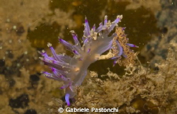 Flabellina Rubrolineata laying eggs by Gabriele Pastonchi 